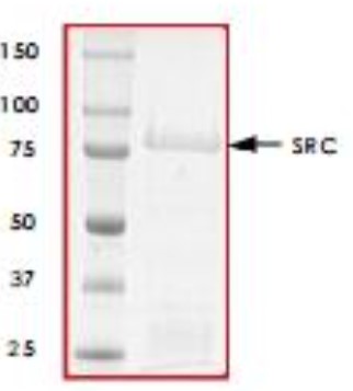 SDS-PAGE (SRC-1100H).jpg